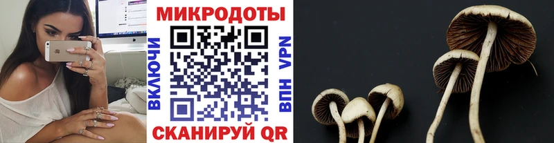OMG   Новосокольники  Псилоцибиновые грибы Psilocybine cubensis  цена наркотик 